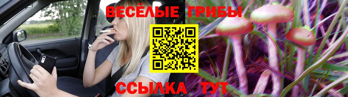 где купить   Вход с VPN  Шали  Галлюциногенные грибы Psilocybe 